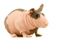 Hairless Guinea Pig isolated on white Royalty Free Stock Photo