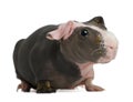 Hairless Guinea Pig standing Royalty Free Stock Photo