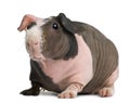 Hairless Guinea Pig standing Royalty Free Stock Photo