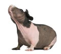 Hairless Guinea Pig standing Royalty Free Stock Photo