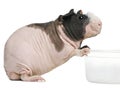 Hairless Guinea Pig standing Royalty Free Stock Photo