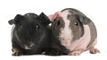 Hairless Guinea Pig standing Royalty Free Stock Photo