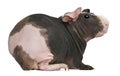 Hairless Guinea Pig standing against white background Royalty Free Stock Photo