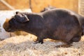 Hairless Guinea Pig standing against white background Royalty Free Stock Photo