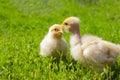 Hairless hen chick. Chickens close up. Chickens on green grass. Chikens farm Royalty Free Stock Photo