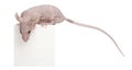 Hairless House mouse, Mus musculus