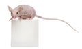 Hairless House mouse, Mus musculus Royalty Free Stock Photo