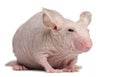 Hairless House mouse, Mus musculus Royalty Free Stock Photo