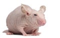 Hairless House mouse, Mus musculus