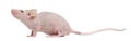 Hairless House mouse, Mus musculus Royalty Free Stock Photo