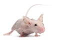 Hairless House mouse, Mus musculus Royalty Free Stock Photo