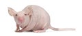 Hairless House mouse, Mus musculus Royalty Free Stock Photo