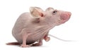 Hairless House mouse, Mus musculus Royalty Free Stock Photo