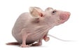 Hairless House mouse, Mus musculus