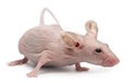 Hairless House mouse, Mus musculus