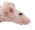 Hairless House mouse, Mus musculus, 3 months old