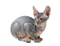 Hairless kitten