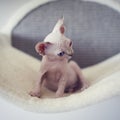 Hairless kitten with big blue eyes looks around. Portrait sphynx young cat in scratcher for cats. Naked hairless antiallergic dome Royalty Free Stock Photo