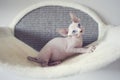 Hairless kitten with big blue eyes looks around. Portrait sphynx young cat in scratcher for cats. Royalty Free Stock Photo