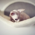 Hairless kitten with big blue eyes looks around. Portrait sphynx young cat in scratcher for cats. Royalty Free Stock Photo