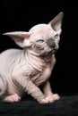 Hairless kitten of Canadian Sphynx blue mink with white color sitting on black velour background
