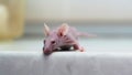 Hairless Laboratory Mouse Royalty Free Stock Photo