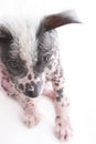 Hairless mexican dog 2 Royalty Free Stock Photo