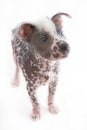 Hairless mexican dog 3 Royalty Free Stock Photo