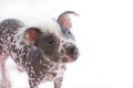 Hairless mexican dog 4 Royalty Free Stock Photo