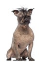 Hairless Mixed-breed dog, mix between a French bulldog and a Chinese crested dog, with eyes closed and sitting