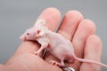 Hairless mouse Royalty Free Stock Photo