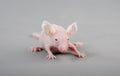 Hairless mouse