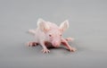 Hairless mouse Royalty Free Stock Photo