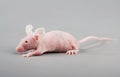 Hairless mouse