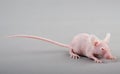 Hairless mouse