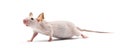 Hairless mouse, Mus musculus Royalty Free Stock Photo