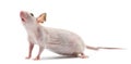 Hairless mouse, Mus musculus