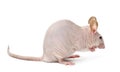 Hairless mouse, Mus musculus Royalty Free Stock Photo