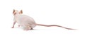Hairless mouse, Mus musculus