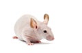 Hairless mouse, Mus musculus Royalty Free Stock Photo