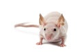 Hairless mouse, Mus musculus Royalty Free Stock Photo