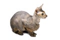 Hairless oriental cat