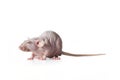 Hairless rat, side view isolated on white background. Royalty Free Stock Photo