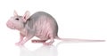 Hairless rat on a white Royalty Free Stock Photo