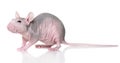 Hairless rat on a white