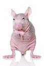 Hairless rat on a white background Royalty Free Stock Photo