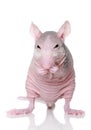 Hairless rat on a white background Royalty Free Stock Photo