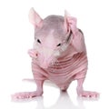 Hairless rat on a white background Royalty Free Stock Photo