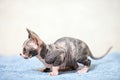 Hairless sphinx cat in short at home. Royalty Free Stock Photo
