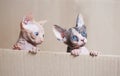 Hairless sphinx cats in a cortex box on a white background.